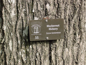 mockernut hickory bark